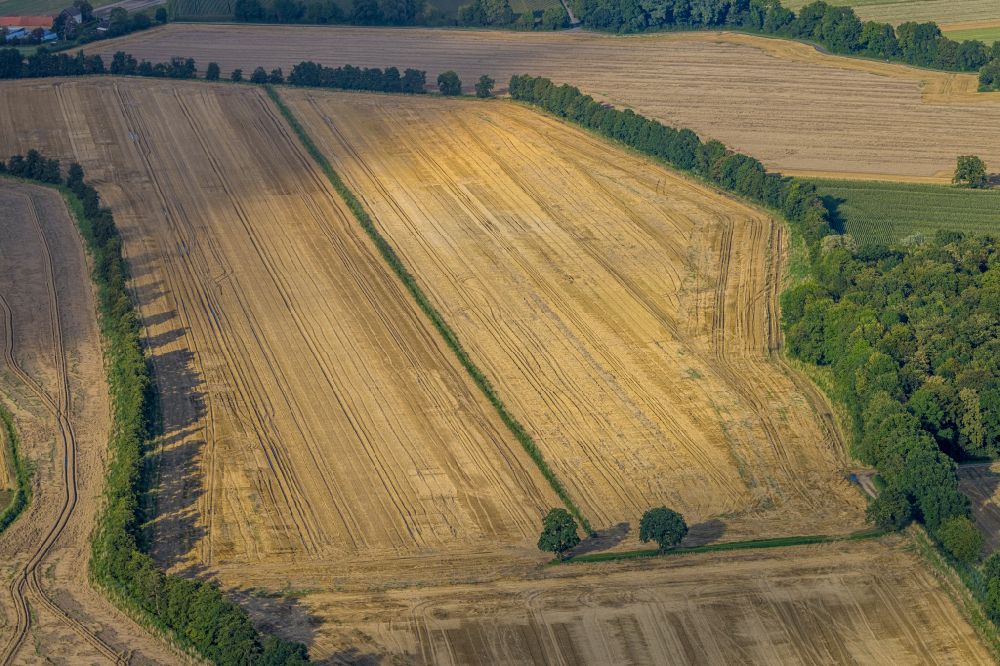 Westönnen von oben - Baumreihen auf Feldern in Westönnen im Bundesland Nordrhein-Westfalen, Deutschland