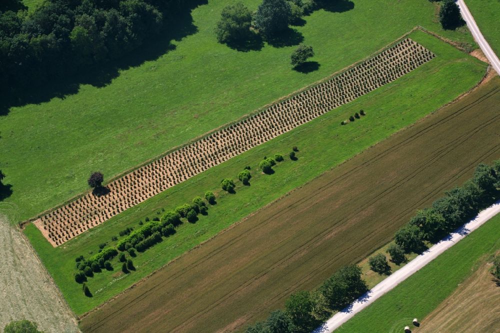 Luftaufnahme Wehr - Baumreihen junger Bäume in einer Baumschule auf dem Dinkelberg bei Wehr im Bundesland Baden-Württemberg, Deutschland