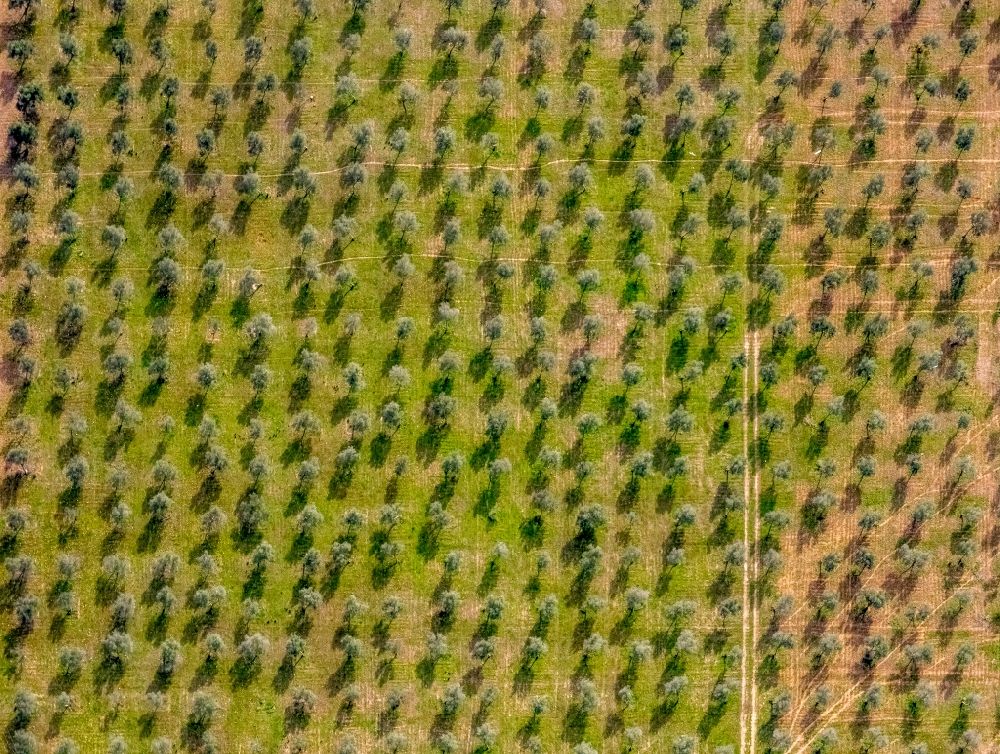 Luftbild Palma - Baumreihen einer Mandelbaum- Plantage im Ortsteil Son Sardina in Palma in Balearische Insel Mallorca, Spanien