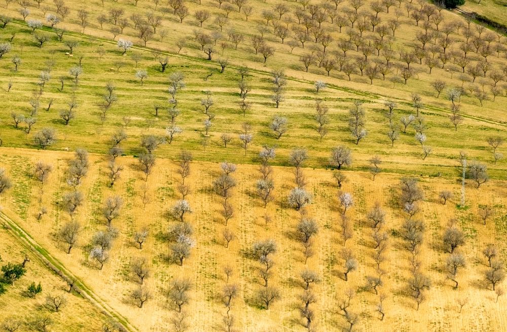 Palma aus der Vogelperspektive: Baumreihen einer Mandelbaum- Plantage im Ortsteil Son Sardina in Palma in Balearische Insel Mallorca, Spanien
