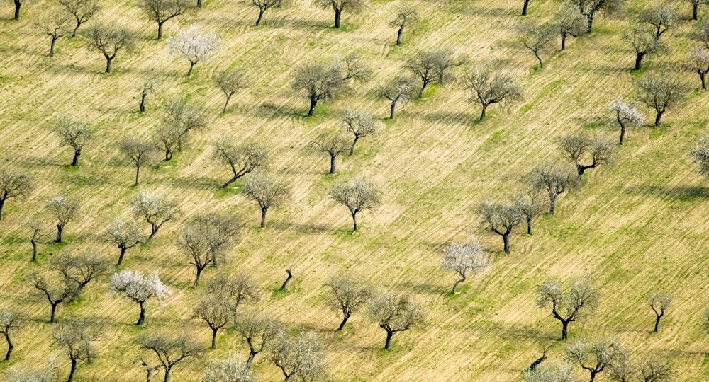 Luftbild Palma - Baumreihen einer Mandelbaum- Plantage im Ortsteil Son Sardina in Palma in Balearische Insel Mallorca, Spanien