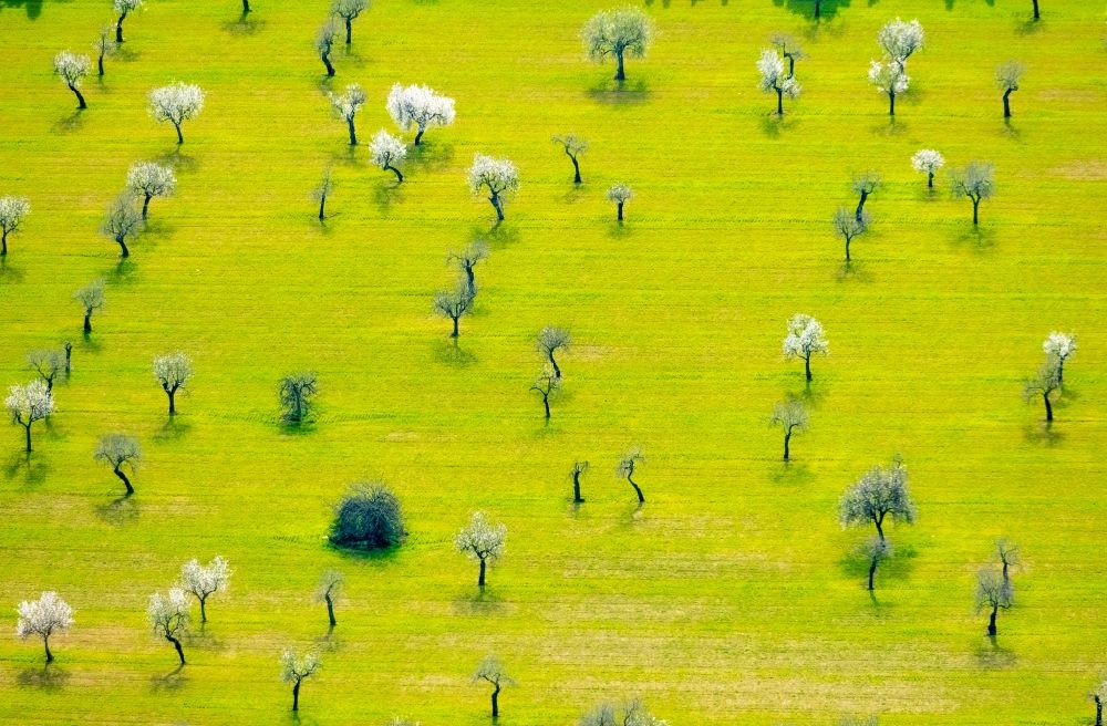 Luftaufnahme Palma - Baumreihen einer Mandelbaum- Plantage im Ortsteil Son Sardina in Palma in Balearische Insel Mallorca, Spanien