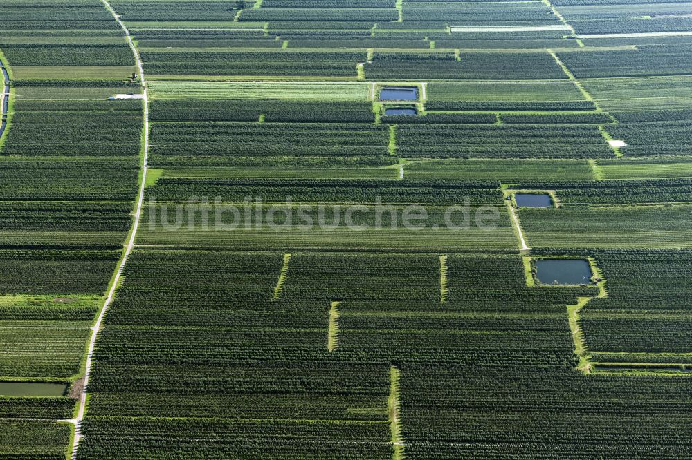 Luftbild Jork - Baumreihen einer Obstanbau- Plantage auf einem Feld Im Alten Land in Jork im Bundesland Niedersachsen, Deutschland
