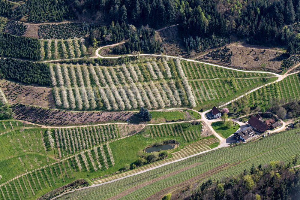 Luftaufnahme Oberkirch - Baumreihen einer Obstanbau- Plantage auf einem Feld in Blüte in Oberkirch im Bundesland Baden-Württemberg, Deutschland