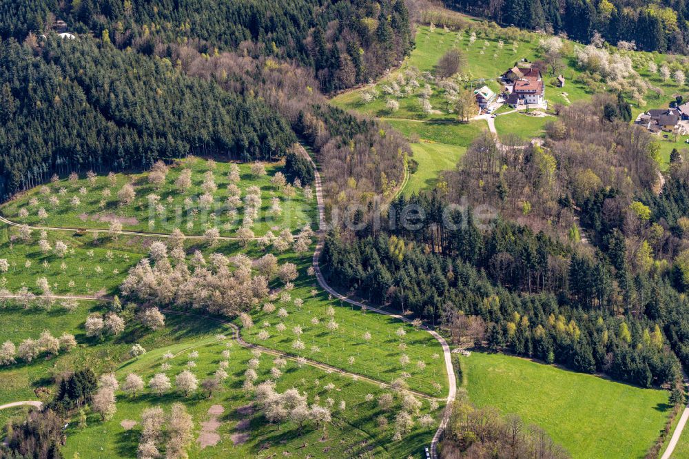 Oberkirch von oben - Baumreihen einer Obstanbau- Plantage auf einem Feld in Blüte in Oberkirch im Bundesland Baden-Württemberg, Deutschland