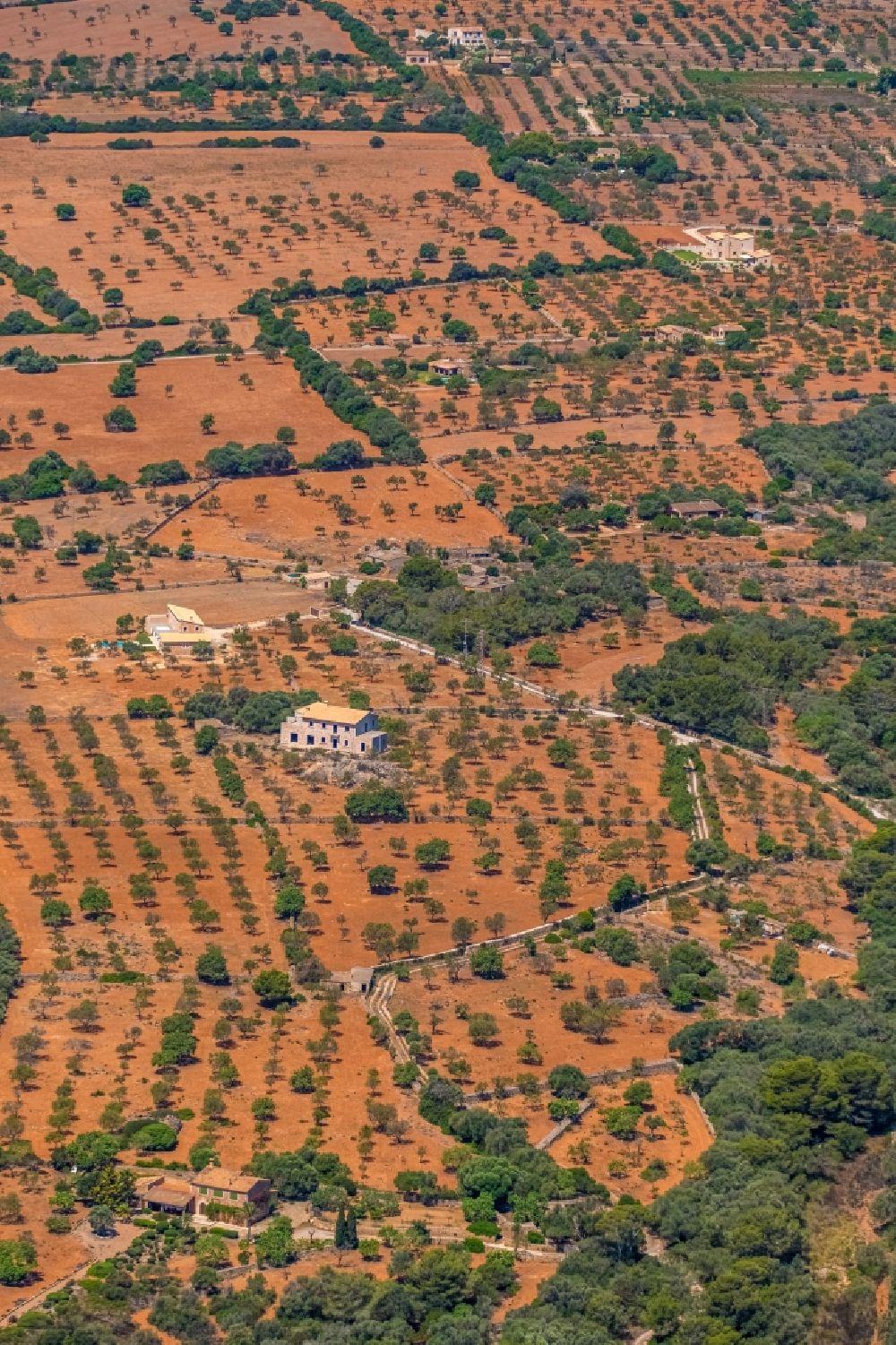 Luftaufnahme Cala Marcal - Baumreihen einer Obstanbau- Plantage auf einem Feld in Cala Marcal in Balearische Insel Mallorca, Spanien