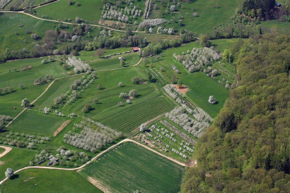 Luftaufnahme Schliengen - Baumreihen einer Obstanbau- Plantage auf einem Feld im Eggenertal bei der Kirschbaumblüte im Frühling in Schliengen im Bundesland Baden-Württemberg, Deutschland