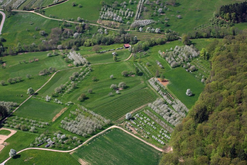 Schliengen von oben - Baumreihen einer Obstanbau- Plantage auf einem Feld im Eggenertal bei der Kirschbaumblüte im Frühling in Schliengen im Bundesland Baden-Württemberg, Deutschland