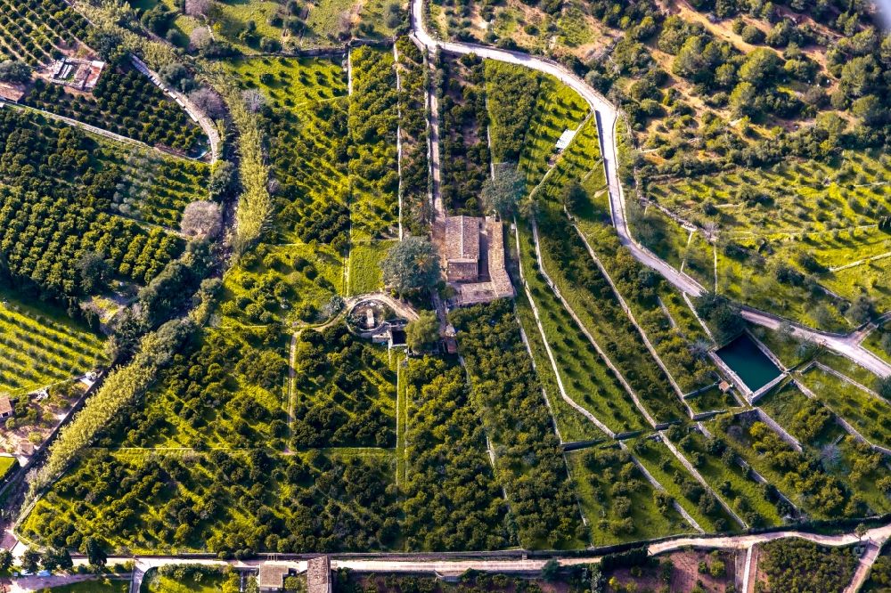 Luftbild Soller - Baumreihen einer Obstanbau- Plantage auf einem Feld entlang der Cami de S'ermita in Soller in Balearische Insel Mallorca, Spanien