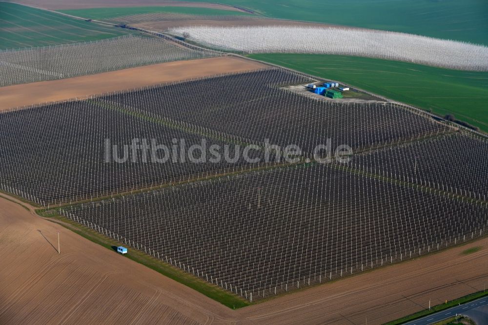 Luftaufnahme Erdeborn - Baumreihen einer Obstanbau- Plantage auf einem Feld in Erdeborn im Bundesland Sachsen-Anhalt, Deutschland