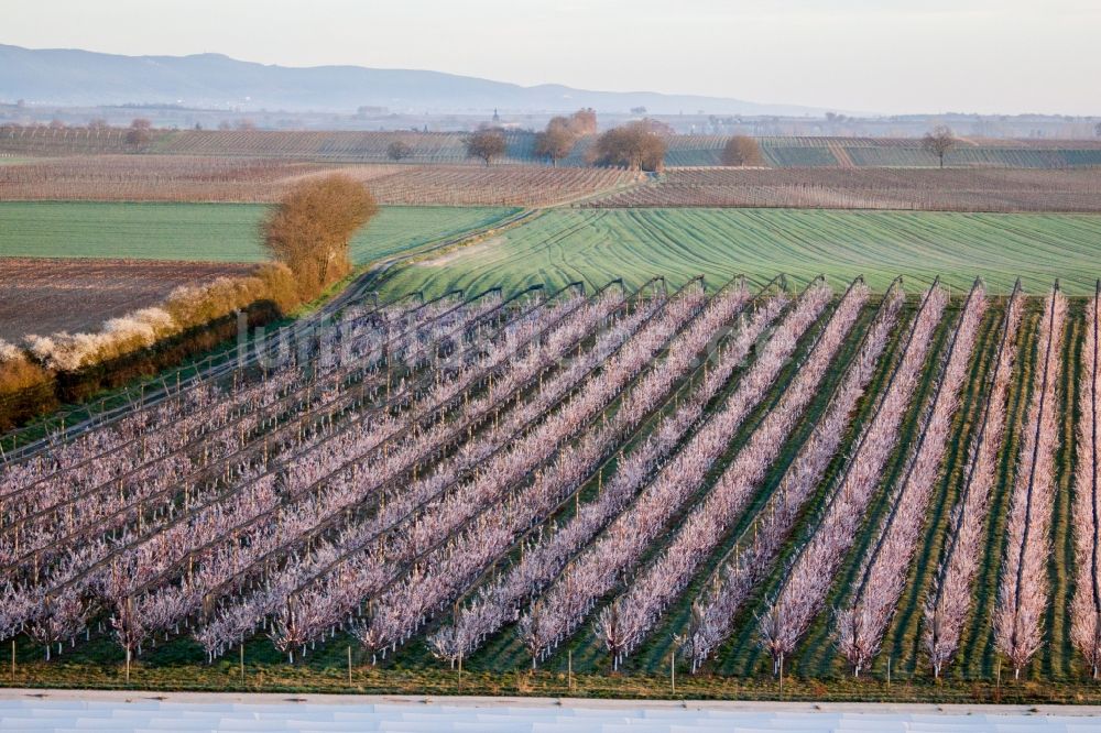 Luftaufnahme Billigheim-Ingenheim - Baumreihen einer Obstanbau- Plantage auf einem Feld mit Frühjahrsblüten in Billigheim-Ingenheim im Bundesland Rheinland-Pfalz