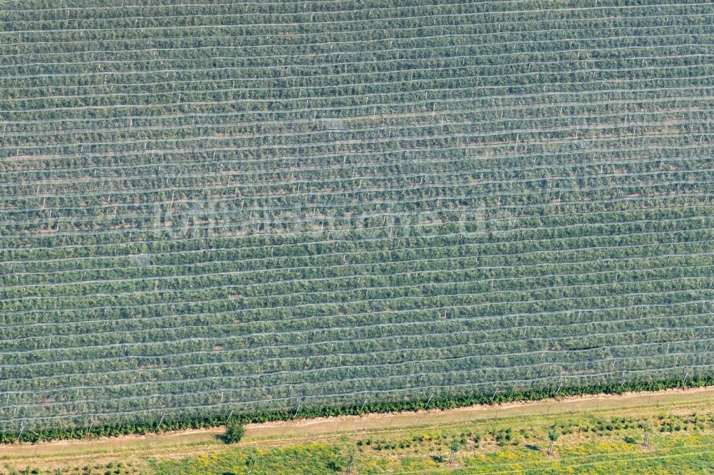 Luftaufnahme Friedrichshafen - Baumreihen einer Obstanbau- Plantage auf einem Feld in Friedrichshafen im Bundesland Baden-Württemberg, Deutschland