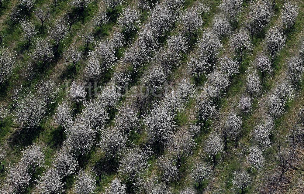 Luftbild Glindow - Baumreihen einer Obstanbau- Plantage auf einem Feld in Glindow im Bundesland Brandenburg, Deutschland
