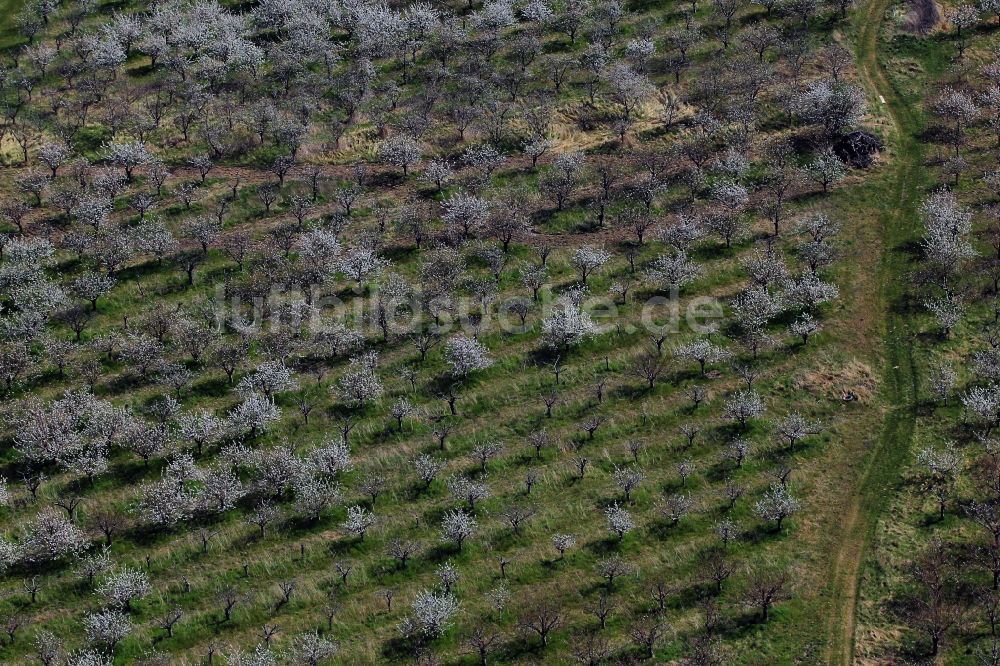 Luftaufnahme Glindow - Baumreihen einer Obstanbau- Plantage auf einem Feld in Glindow im Bundesland Brandenburg, Deutschland