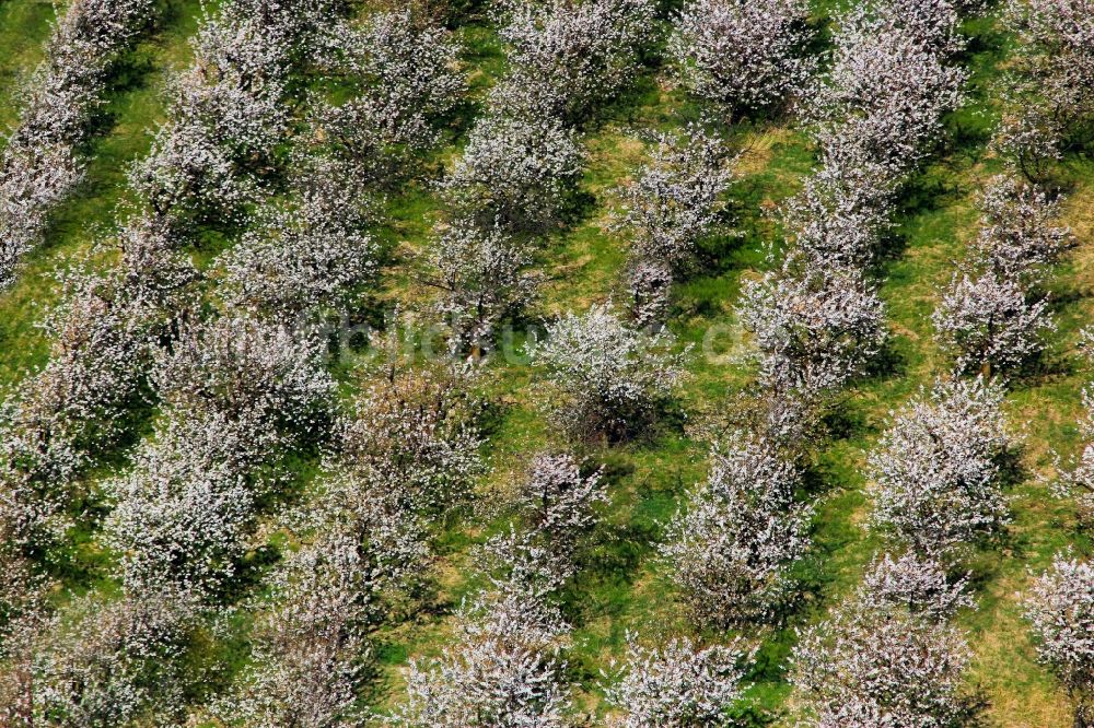 Glindow aus der Vogelperspektive: Baumreihen einer Obstanbau- Plantage auf einem Feld in Glindow im Bundesland Brandenburg, Deutschland
