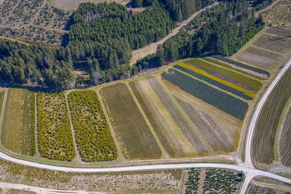 Luftbild Heringhausen - Baumreihen einer Obstanbau- Plantage auf einem Feld in Heringhausen im Bundesland Nordrhein-Westfalen, Deutschland