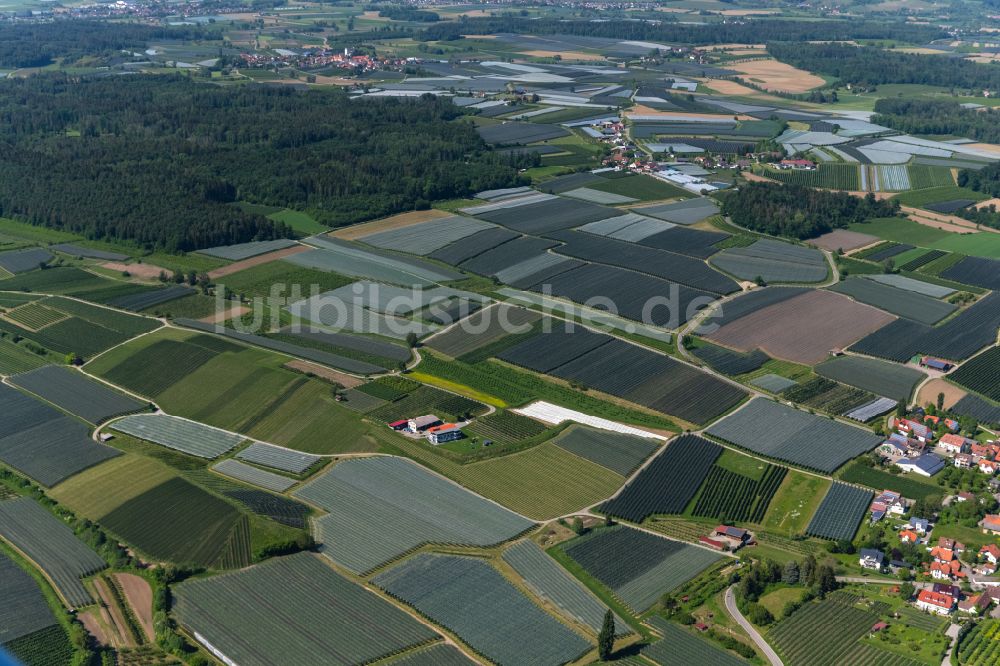 Immenstaad am Bodensee von oben - Baumreihen einer Obstanbau- Plantage auf einem Feld in Immenstaad am Bodensee im Bundesland Baden-Württemberg, Deutschland
