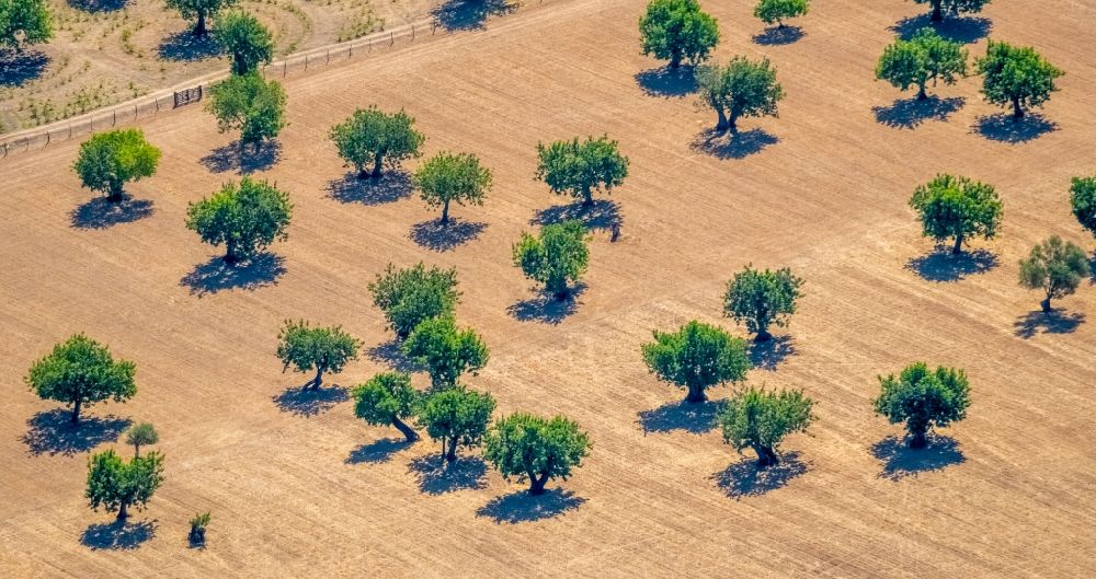 Luftbild Pollenca - Baumreihen einer Obstanbau- Plantage auf einem Feld mit Mandelbäumen in Pollenca in Balearische Insel Mallorca, Spanien