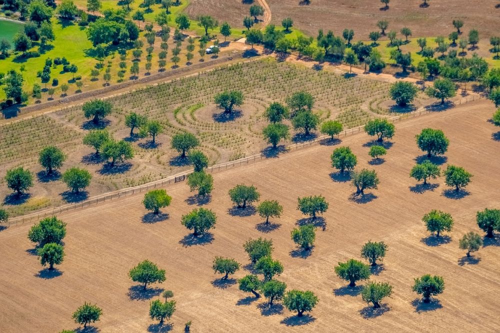 Luftaufnahme Pollenca - Baumreihen einer Obstanbau- Plantage auf einem Feld mit Mandelbäumen in Pollenca in Balearische Insel Mallorca, Spanien