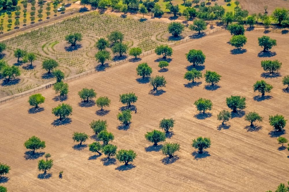 Pollenca aus der Vogelperspektive: Baumreihen einer Obstanbau- Plantage auf einem Feld mit Mandelbäumen in Pollenca in Balearische Insel Mallorca, Spanien