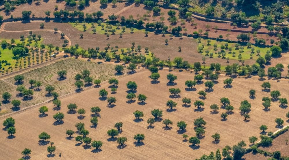 Luftbild Pollenca - Baumreihen einer Obstanbau- Plantage auf einem Feld mit Mandelbäumen in Pollenca in Balearische Insel Mallorca, Spanien