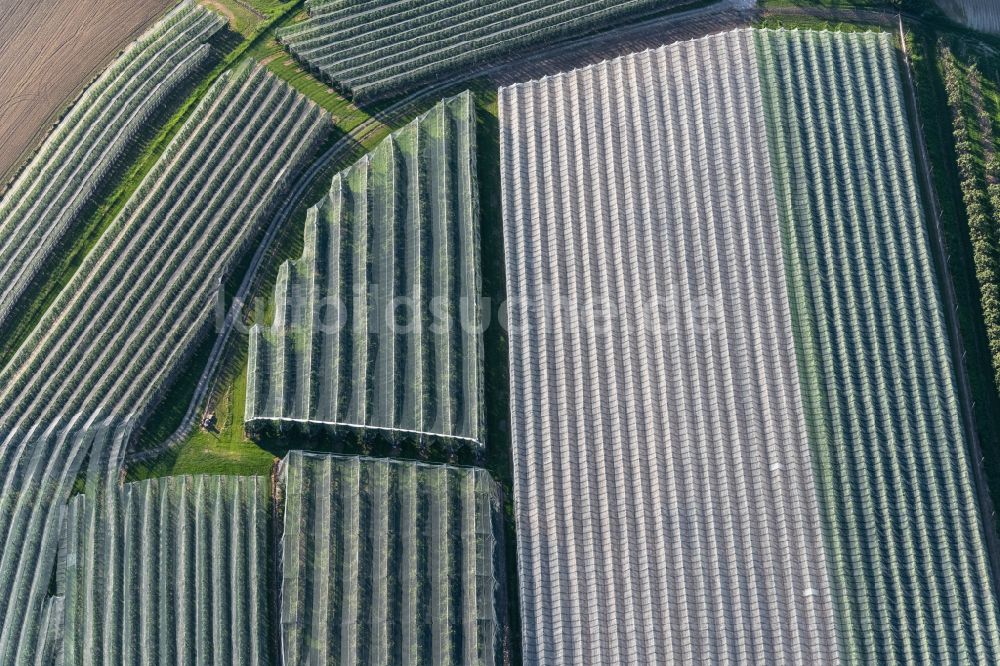 Markdorf von oben - Baumreihen einer Obstanbau- Plantage auf einem Feld in Markdorf im Bundesland Baden-Württemberg, Deutschland
