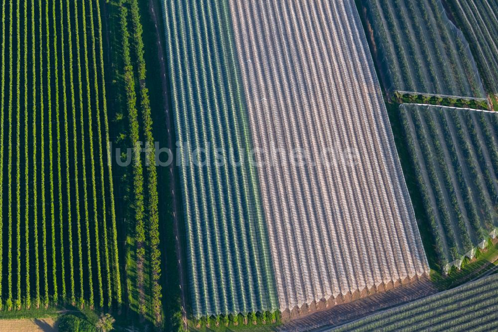Luftbild Markdorf - Baumreihen einer Obstanbau- Plantage auf einem Feld in Markdorf im Bundesland Baden-Württemberg, Deutschland