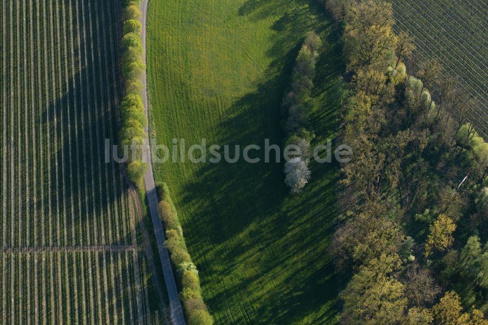 Luftbild Meckenbeuren - Baumreihen einer Obstanbau- Plantage auf einem Feld in Meckenbeuren im Bundesland Baden-Württemberg, Deutschland