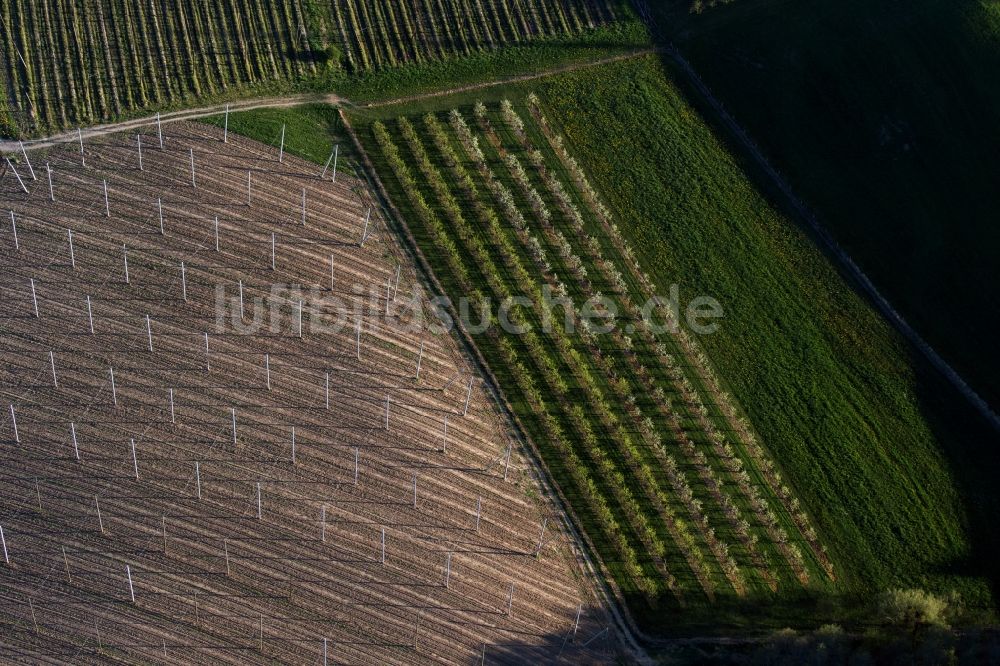 Luftaufnahme Meckenbeuren - Baumreihen einer Obstanbau- Plantage auf einem Feld in Meckenbeuren im Bundesland Baden-Württemberg, Deutschland