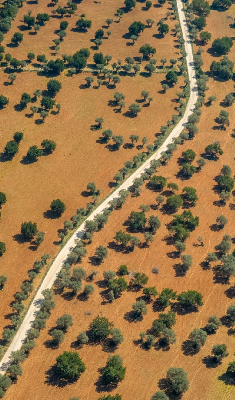 Luftaufnahme Sa Coma - Baumreihen einer Obstanbau- Plantage auf einem Feld mit Oliven- und Mandelbäumen in Sa Coma in Balearische Insel Mallorca, Spanien