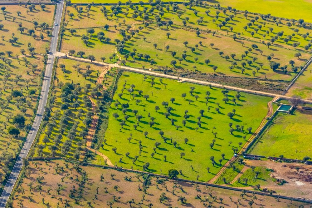 Luftaufnahme Valldemossa - Baumreihen einer Obstanbau- Plantage auf einem Feld mit Olivenbäumen entlang der Ma-10 in Valldemossa in Balearische Insel Mallorca, Spanien