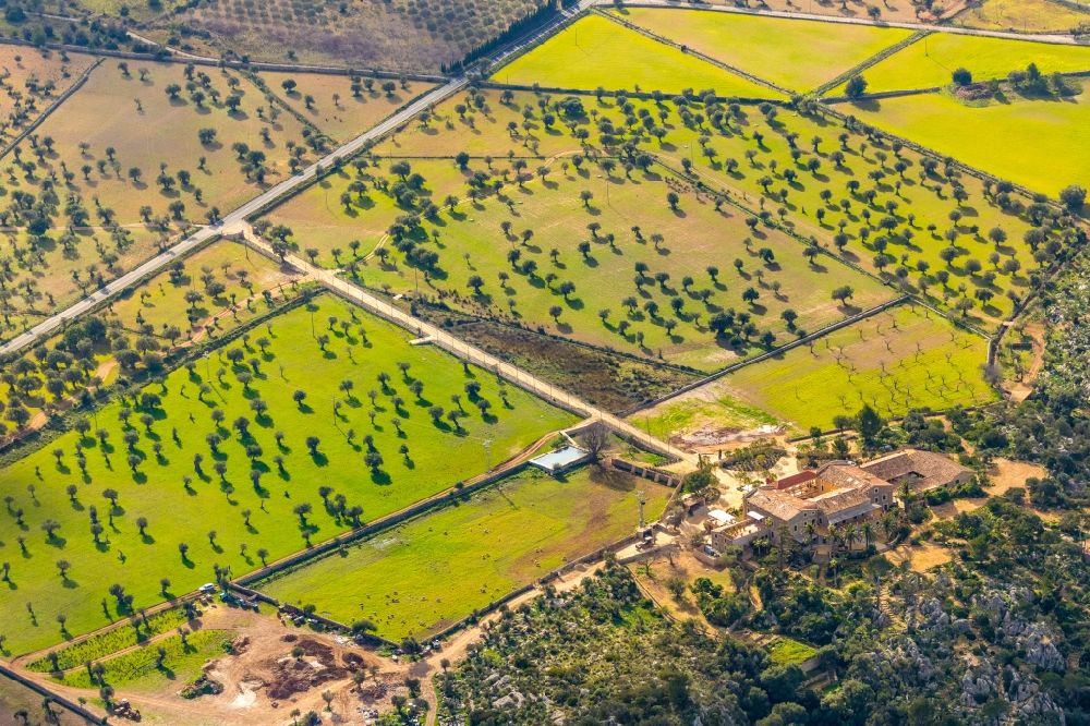 Valldemossa aus der Vogelperspektive: Baumreihen einer Obstanbau- Plantage auf einem Feld mit Olivenbäumen entlang der Ma-10 in Valldemossa in Balearische Insel Mallorca, Spanien
