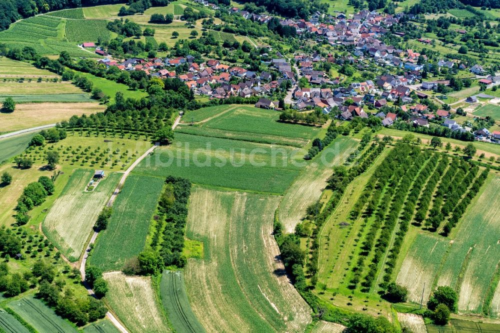 Ettenheim von oben - Baumreihen einer Obstanbau- Plantage auf einem Feld Ortsteil Wallburg in Ettenheim im Bundesland Baden-Württemberg, Deutschland