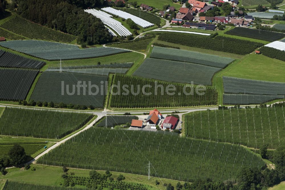 Luftbild Ravensburg - Baumreihen einer Obstanbau- Plantage auf einem Feld in Ravensburg im Bundesland Baden-Württemberg, Deutschland