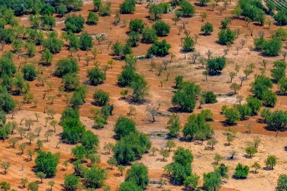 Ses Rotgetes de Canet aus der Vogelperspektive: Baumreihen einer Obstanbau- Plantage auf einem Feld in Ses Rotgetes de Canet in Balearische Insel Mallorca, Spanien