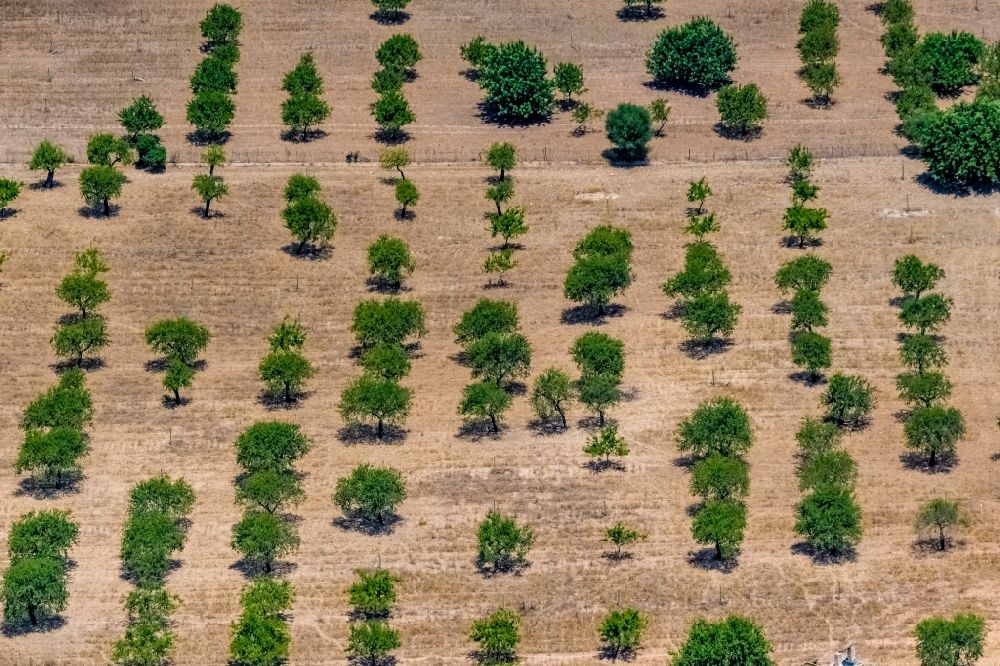 Luftbild Ses Rotgetes de Canet - Baumreihen einer Obstanbau- Plantage auf einem Feld in Ses Rotgetes de Canet in Balearische Insel Mallorca, Spanien