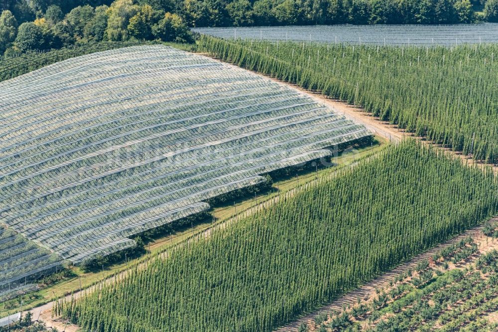 Luftbild Tettnang - Baumreihen einer Obstanbau- Plantage auf einem Feld in Tettnang im Bundesland Baden-Württemberg, Deutschland
