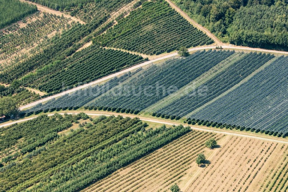 Luftaufnahme Tettnang - Baumreihen einer Obstanbau- Plantage auf einem Feld in Tettnang im Bundesland Baden-Württemberg, Deutschland