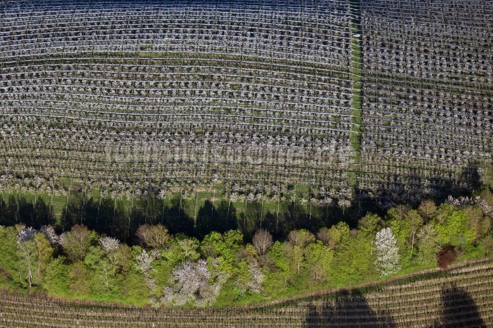 Tettnang von oben - Baumreihen einer Obstanbau- Plantage auf einem Feld in Tettnang im Bundesland Baden-Württemberg, Deutschland