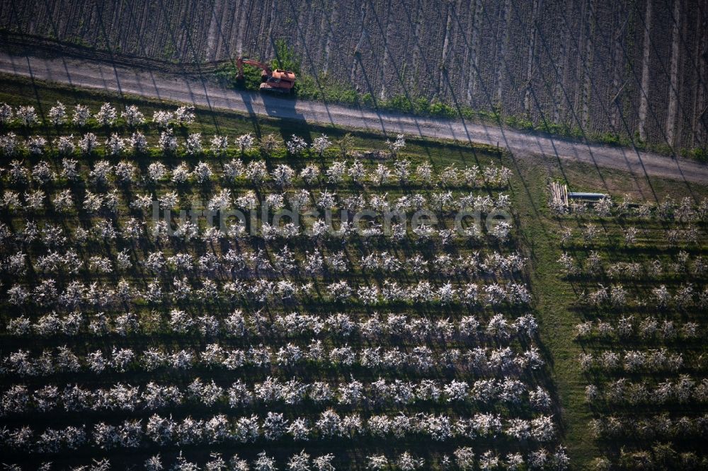 Tettnang von oben - Baumreihen einer Obstanbau- Plantage auf einem Feld in Tettnang im Bundesland Baden-Württemberg, Deutschland