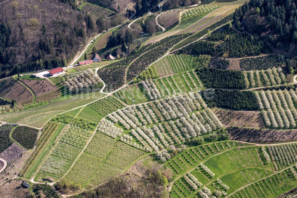 Bottenau aus der Vogelperspektive: Baumreihen einer Obstanbau- Plantage auf einem Feld in voller Blüte in Bottenau im Bundesland Baden-Württemberg, Deutschland
