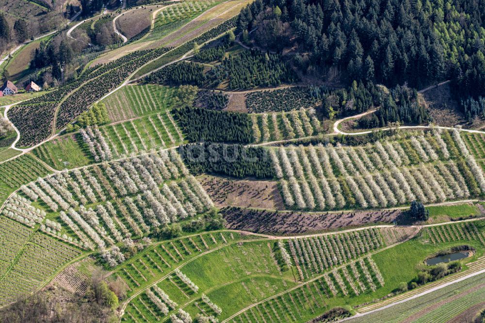 Luftbild Bottenau - Baumreihen einer Obstanbau- Plantage auf einem Feld in voller Blüte in Bottenau im Bundesland Baden-Württemberg, Deutschland