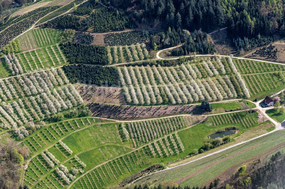 Luftaufnahme Bottenau - Baumreihen einer Obstanbau- Plantage auf einem Feld in voller Blüte in Bottenau im Bundesland Baden-Württemberg, Deutschland