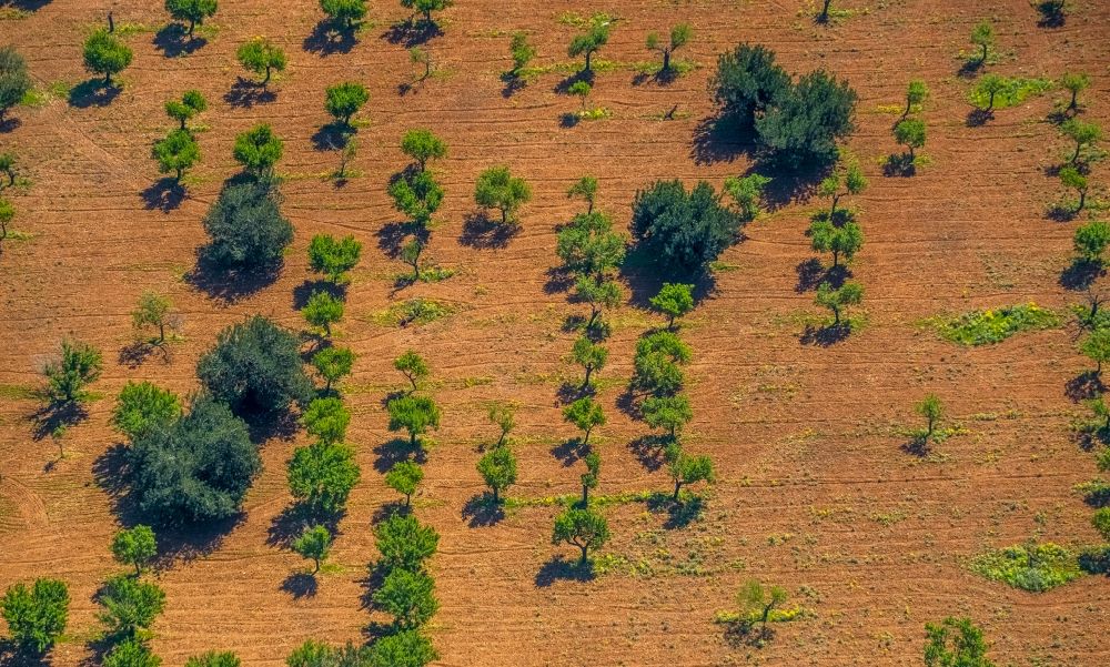 Luftbild Son Espanyol - Baumreihen einer Plantage auf einem Feld mit Oliven und Mandelbäumen in Son Espanyol in Balearische Insel Mallorca, Spanien