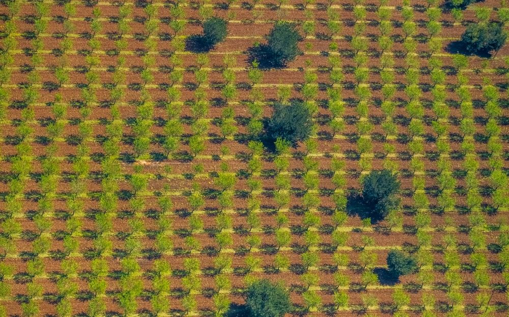 Luftaufnahme Son Espanyol - Baumreihen einer Plantage auf einem Feld mit Oliven und Mandelbäumen in Son Espanyol in Balearische Insel Mallorca, Spanien