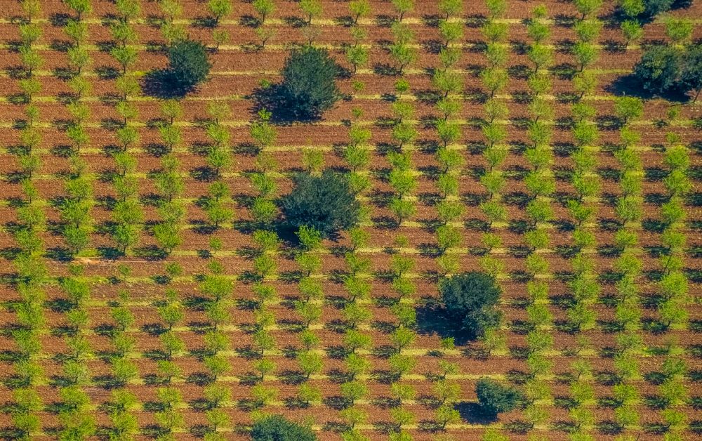 Son Espanyol aus der Vogelperspektive: Baumreihen einer Plantage auf einem Feld mit Oliven und Mandelbäumen in Son Espanyol in Balearische Insel Mallorca, Spanien