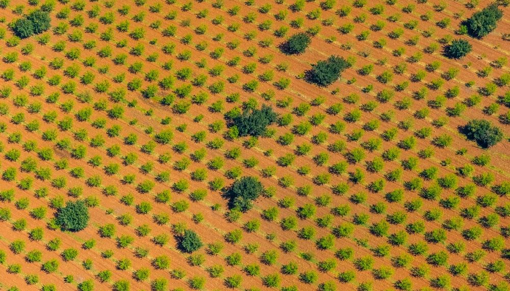 Luftbild Son Espanyol - Baumreihen einer Plantage auf einem Feld mit Oliven und Mandelbäumen in Son Espanyol in Balearische Insel Mallorca, Spanien