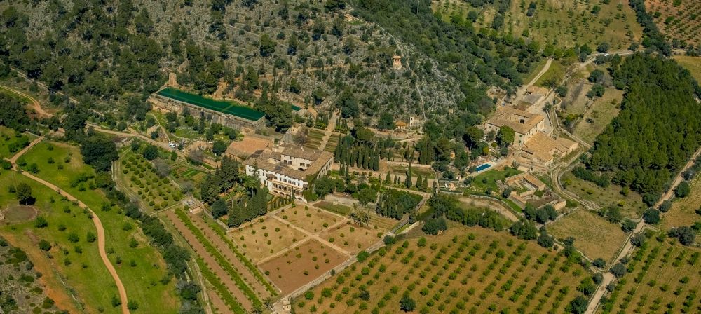 Son Espanyol von oben - Baumreihen einer Plantage auf einem Feld mit Oliven und Mandelbäumen in Son Espanyol in Balearische Insel Mallorca, Spanien