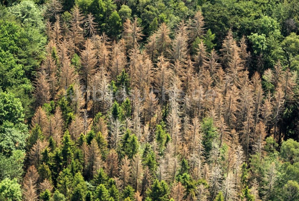 Luftbild Sondershausen - Baumspitzen mit Borkenkäferbefall in einem Waldgebiet in Sondershausen im Bundesland Thüringen, Deutschland