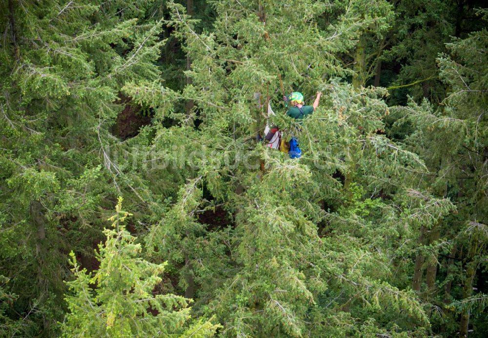 Raben Steinfeld von oben - Baumspitzen in einem Douglasienwald in Raben Steinfeld im Bundesland Mecklenburg-Vorpommern, Deutschland